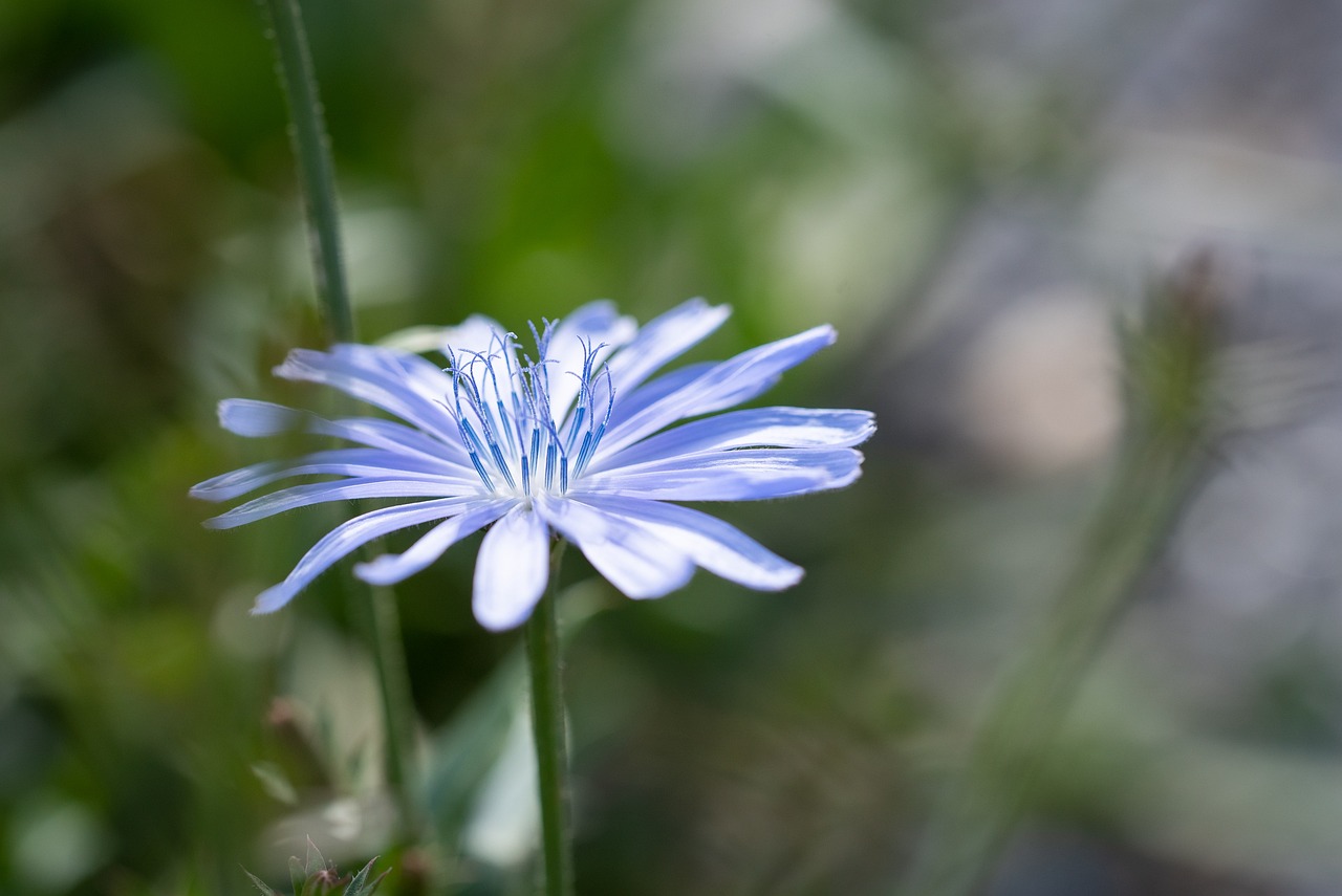 Best Tips for Growing Chicory in Containers